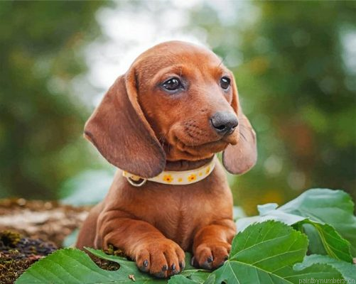 Brown Sausage Dog Painting By Numbers.png