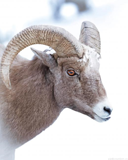 Brown Sheep Animals Painting By Numberss.png