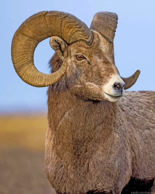 Brown Sheep Closeup Animals Painting By Numberss.png