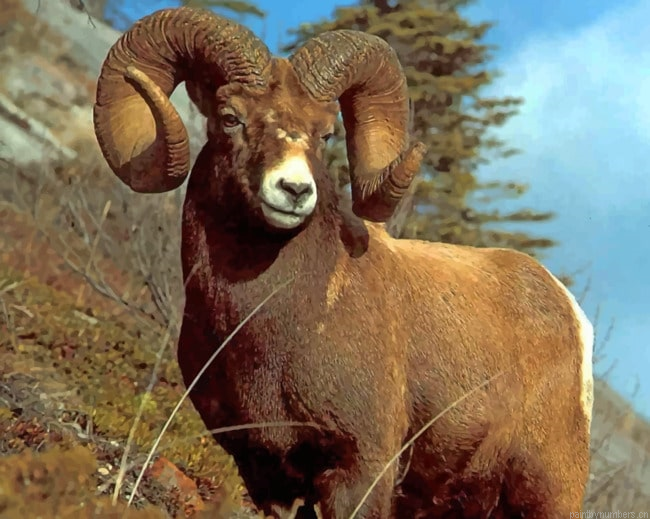 Brown Sheep With Big Horns Animals Painting By Numberss.png