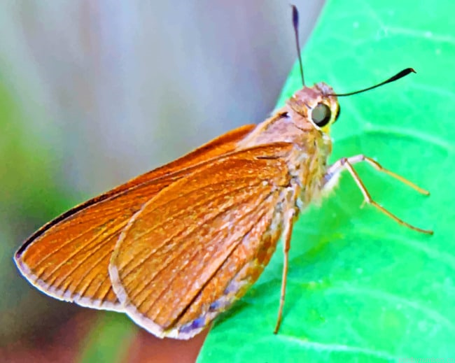 Brown Skipper Butterfly Insects Painting By Numberss.png