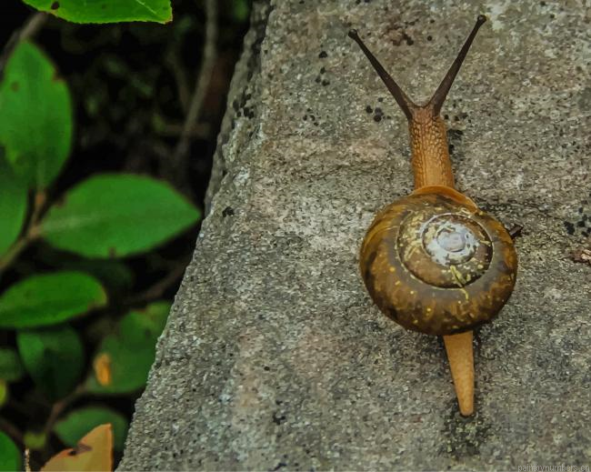 Brown Snail Animals Painting By Numberss.png
