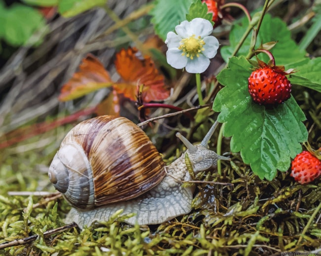 Brown Snail Fragaria Painting By Numberss.png