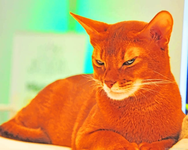 Brown Somali Cat Animals Painting By Numberss.png