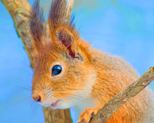 Brown Squirrel On Branch Animals Painting By Numberss.png