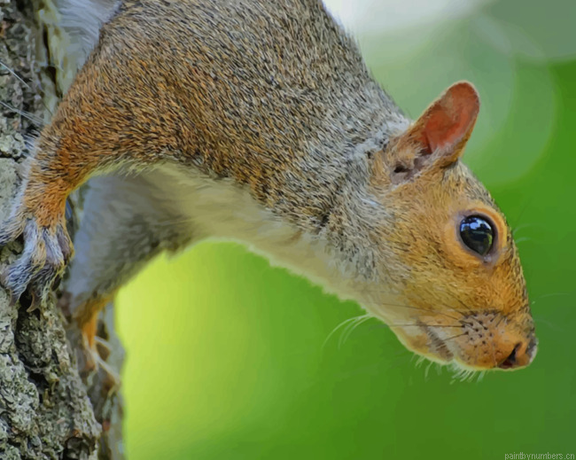 Brown Squirrel On Tree Trunk Animals Painting By Numberss.png