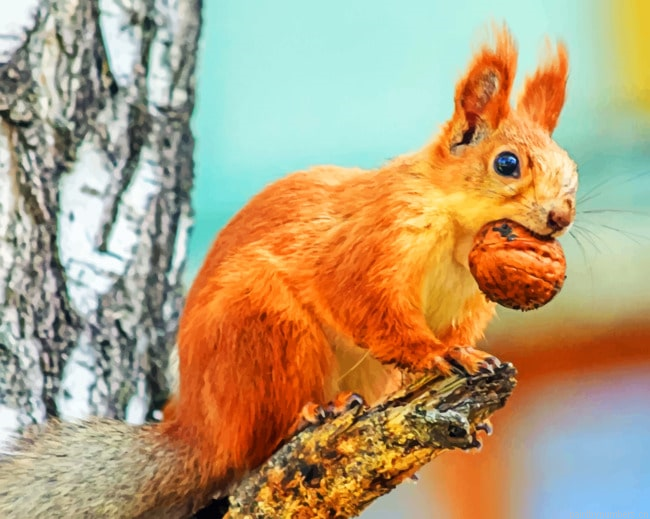 Brown Squirrel Rodent Animals Painting By Numberss.png