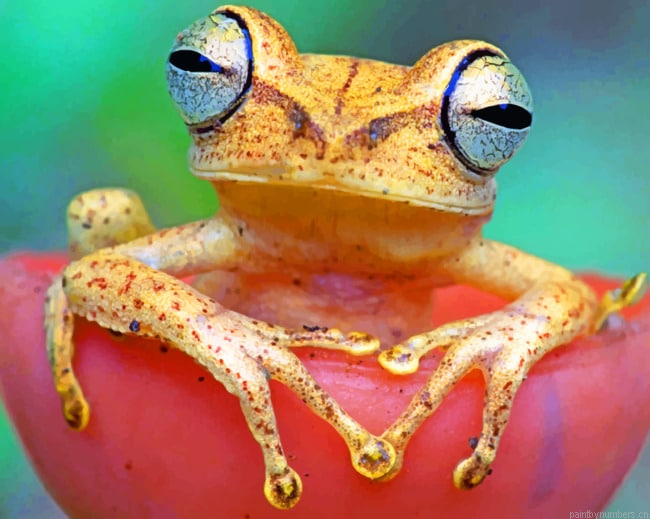 Brown Tree Frog Animals Painting By Numberss.png