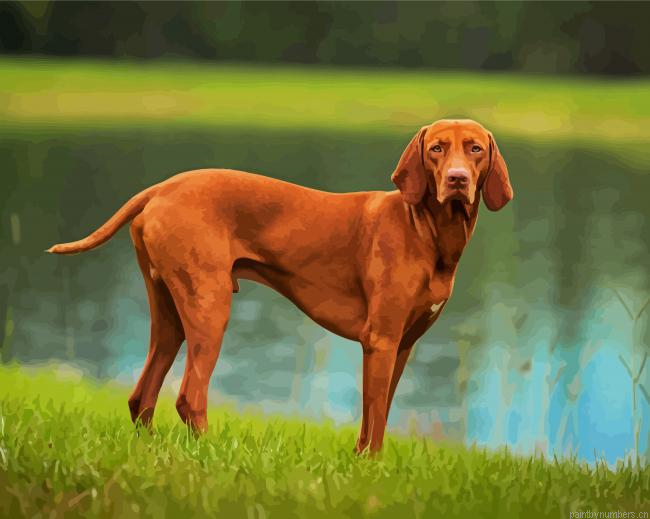 Brown Vizsla Dog Painting By Numberss.png