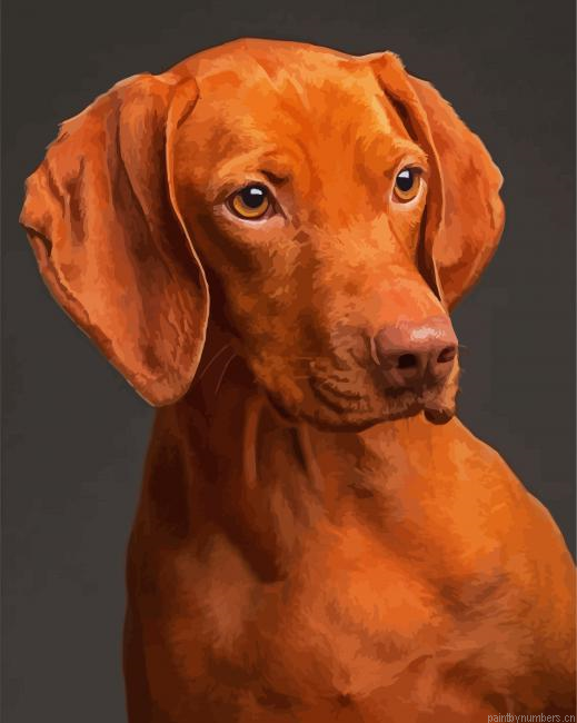Brown Vizsla Painting By Numberss.png