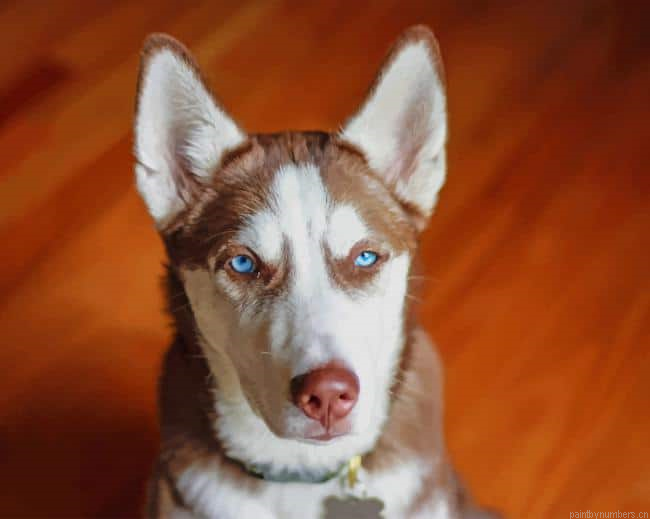 Brown White Serbian Husky Animals Painting By Numberss.png