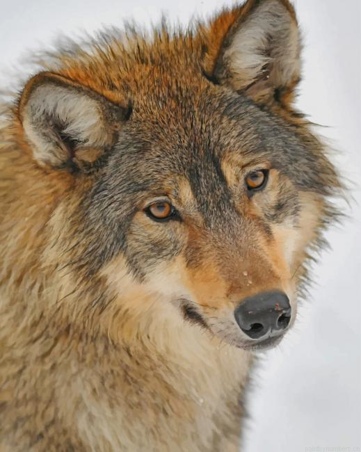 Brown Wolf Animals Painting By Numberss.png