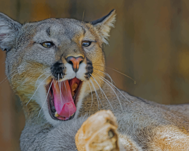 Brown Yawning Cougar Animals Painting By Numberss.png