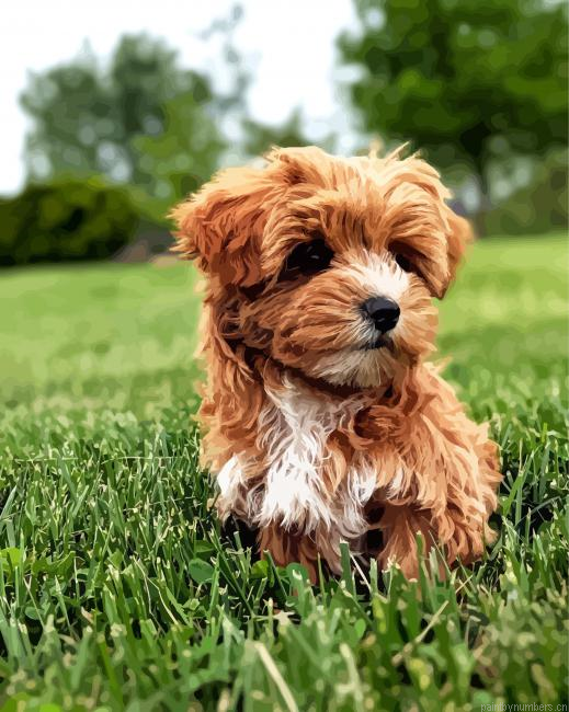 Brown Yorkiepoo Painting By Numberss.png
