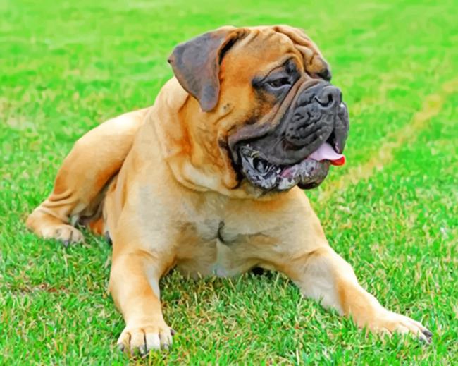 Bull Mastiff Painting By Numbers.png