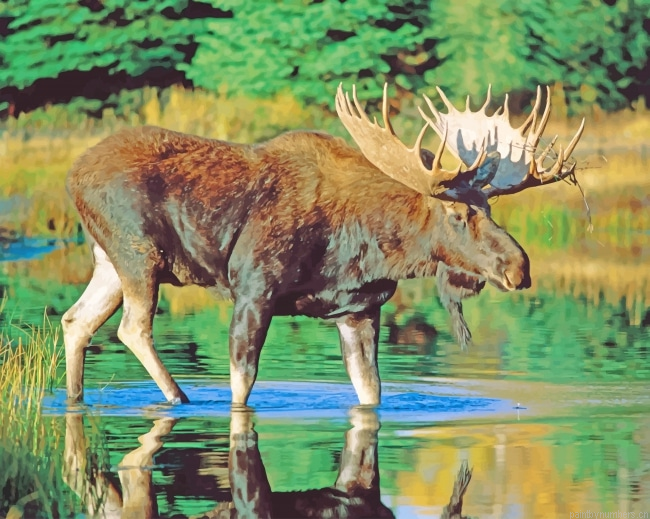 Bull Moose Water Animals Painting By Numbers.png