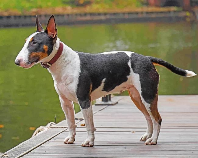 Bull Terrier Dog Painting By Numberss.png