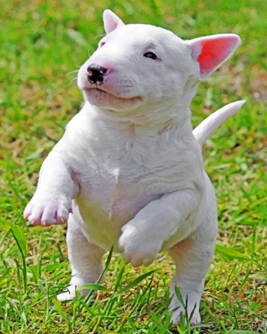 Bull Terrier Puppy Painting By Numberss.png