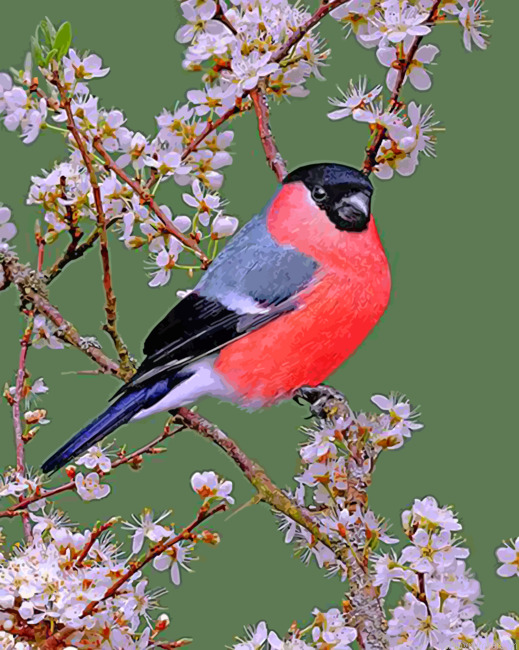 Bullfinch Bird Painting By Numberss.png