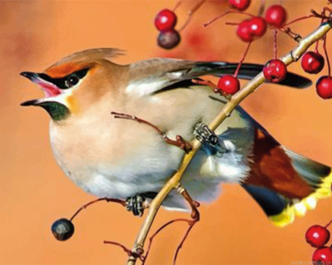 Bullfinch Little Bird Painting By Numberss.png