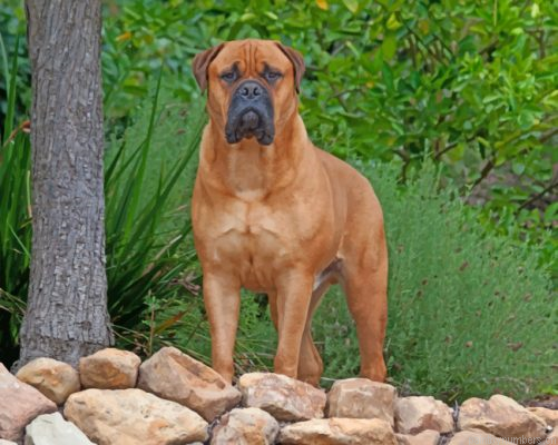 Bullmastiff Painting By Numbers.png