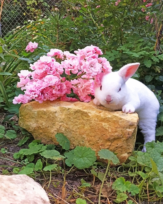 Bunny And Pink Roses Animals Painting By Numbers.png