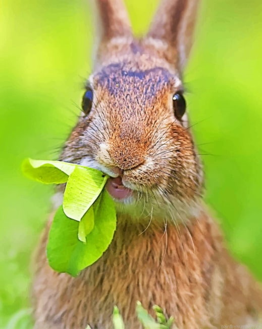 Bunny Eating Grass Animals Painting By Numberss.png