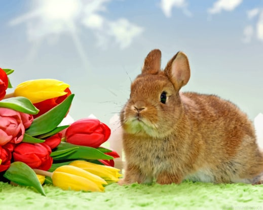 Bunny With Flowers Animals Painting By Numberss.png