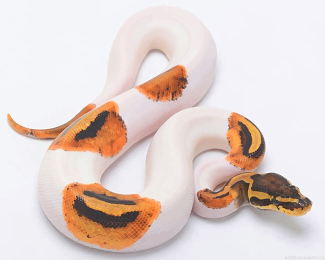 Burmese Python Reptiles Painting By Numbers.png