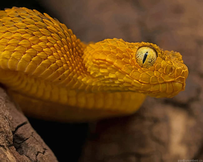 Bush Viper Reptiles Painting By Numberss.png