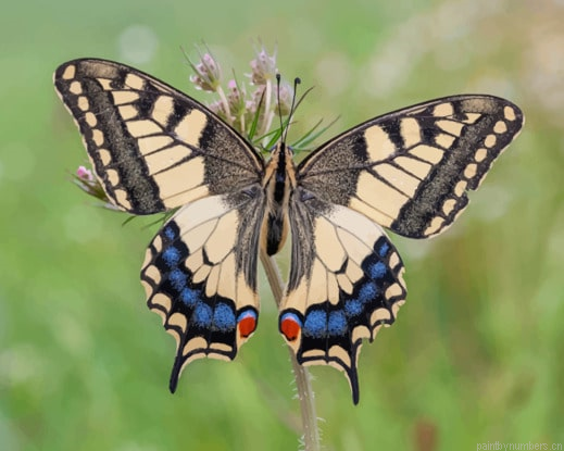 Butterflies Insects Machaon Painting By Numberss.png