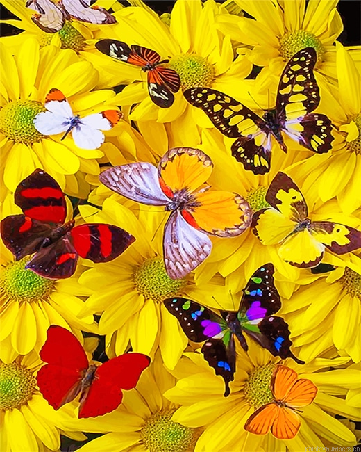 Butterflies On Yellow Flowers Insects Painting By Numberss.png