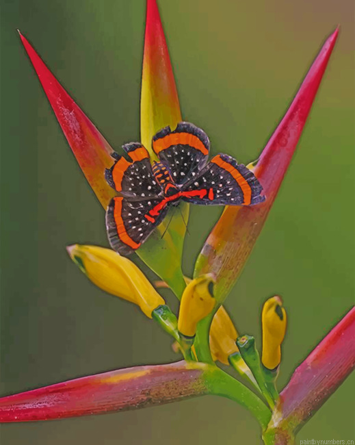 Butterfly And Bird Of Paradise Flower Painting By Numbers.png