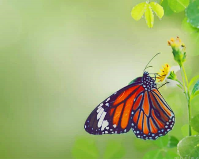 Butterfly Eating Green Leafs Insects Painting By Numberss.png
