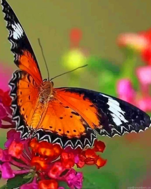 Butterfly Insects Painting By Numberss.png