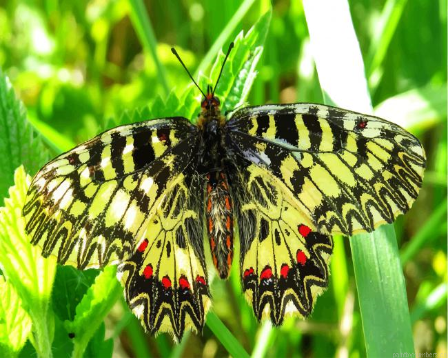 Butterfly Macro Insect Painting By Numberss.png