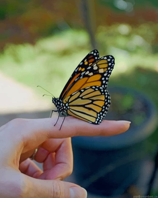 Butterfly On Finger Insects Painting By Numberss.png