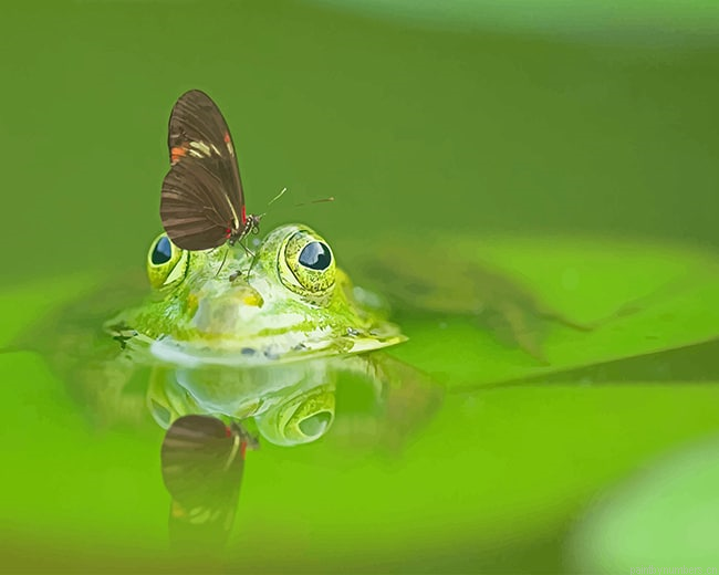 Butterfly On Frog Head Animals Painting By Numberss.png