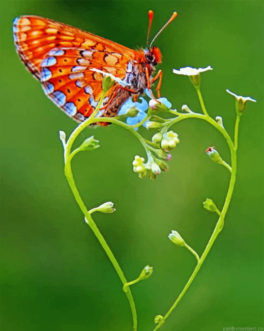 Butterfly On Heart Painting By Numberss.png
