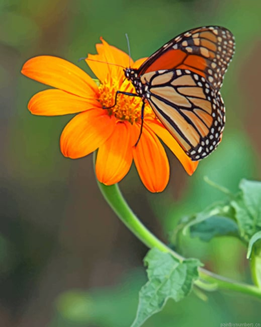 Butterfly On The Flower Insects Painting By Numberss.png