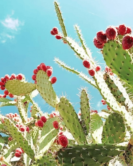 Cactus Barbary Fig Plants Painting By Numbers.png