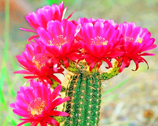 Cactus Bloom Flowers Plants Painting By Numberss.png