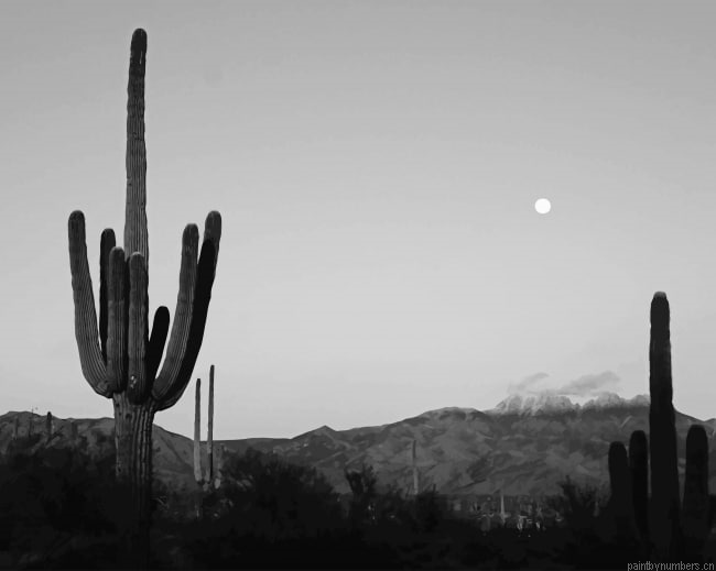 Cactus Moon Black And White Plants Painting By Numbers.png