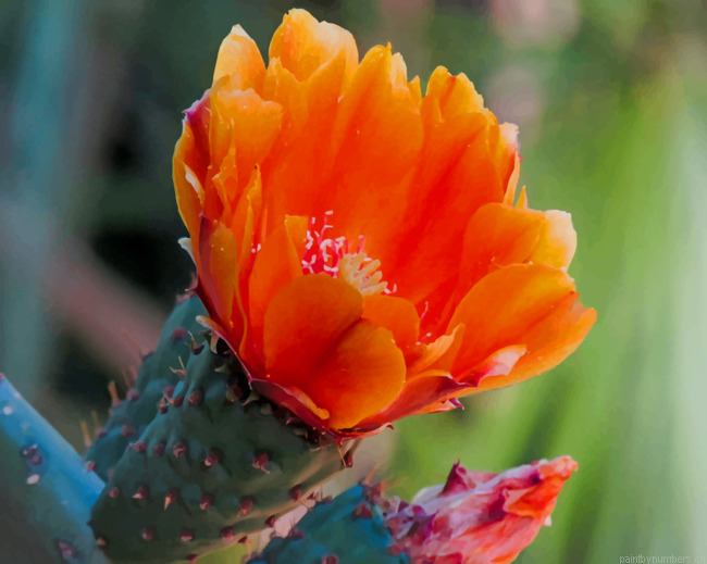 Cactus Orange Flower Plants Painting By Numberss.png
