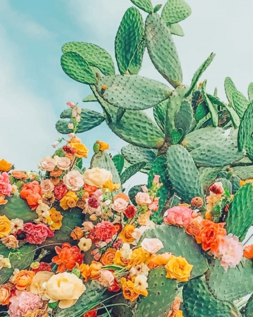 Cactus With Flowers Plants Painting By Numbers.png