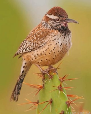 Cactus Wren Desert Bird Painting By Numbers.png