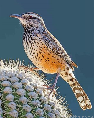 Cactus Wren Painting By Numbers.png