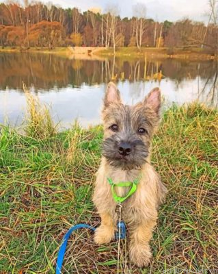 Cairn Terrier Dog Painting By Numbers.png