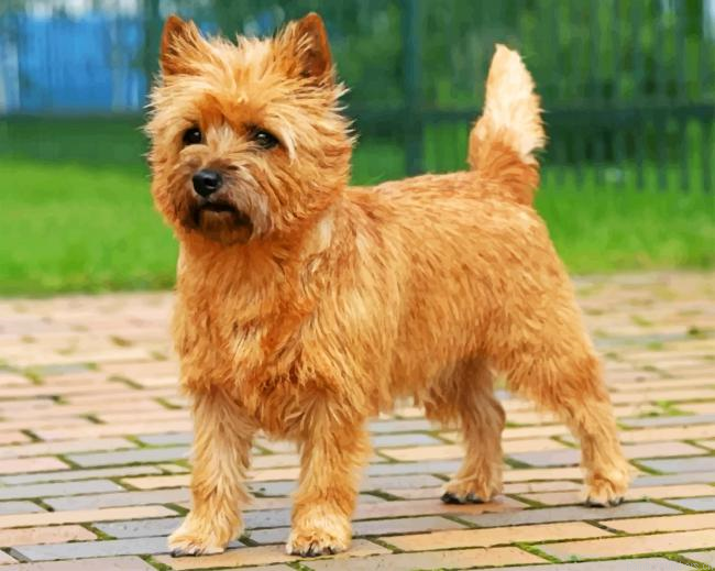 Cairn Terrier Painting By Numberss.png