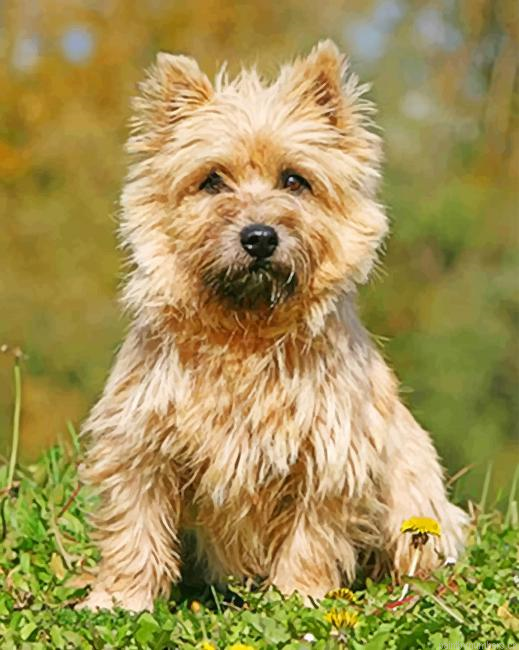 Cairn Terrier Sitting In The Grass Painting By Numberss.png